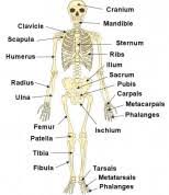 The femur bone also known as the thigh bone is the longest bone in the body. Bone And Skeleton Fun Facts For Kids