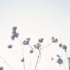 Check spelling or type a new query. Snow And Morning Flowers Nature Flowers Delicate Flower