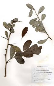 Image result for Gymnosporia senegalensis