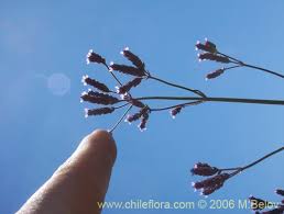 Image result for Verbena litoralis