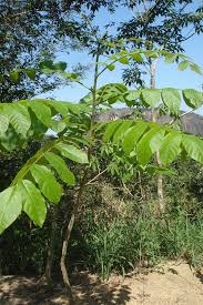 Image result for Centrolobium robustum