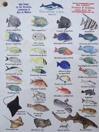 Second Page Of The Chart Showing Fish You Can See In The