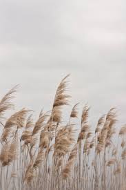 Beach Photography Beach Grass Wall Art Digital Print Instant Download Home Decor Postcard Beach Wa Wheat In 2020 Beach Grass Beach Photography Beach Wall Decor