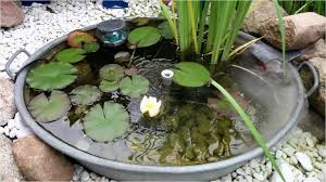 Zinkwanne Bepflanzen Kuebel Miniteich Miniteich Terrassenteich Seerose Zinkwanne Teichnebler Gartenideen Miniteich Zinkwanne Bepflanzen Zinkwanne