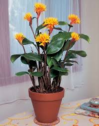 Image result for Geigeria schinzii