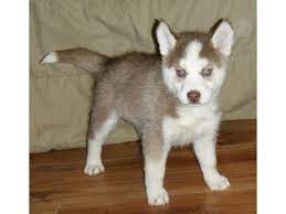 Find huskies and husky puppies for sale across australia. Beautiful Siberian Husky Puppies Animals Dallas Texas Announcement 92348