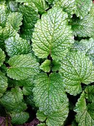 How to care for mint plant. How To Grow Mint In Pots Growing Mint Herb Plant Peppermint Care