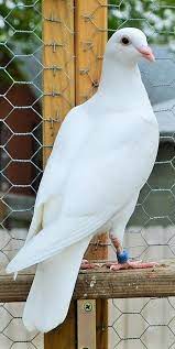 We did not find results for: White Homing Pigeon Photograph By Mary Fields