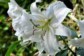 Casablanca Lily Lily Language Of Flowers Flowers