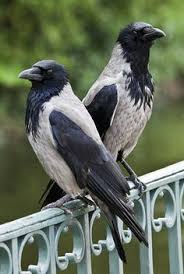 Black And White Ravens Grey Crow Google Search Animals Pet Birds Pretty Birds
