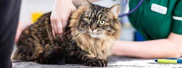 Image result for Feline Miliary Dermatitis