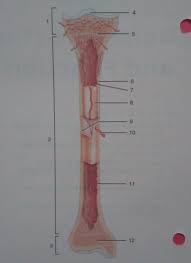 The outer part of a long bone is made of compact bone. Figure 8 1 Features Of An Adult Long Bone Flashcards Quizlet
