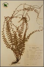 Image result for Adiantum incisum