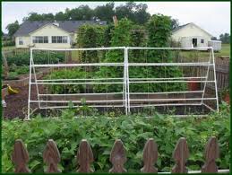 Make a simple, durable, and low cost trellis for the home garden, that's great for peas, beans, or any other climbing plant. Vegetable Garden Finally You May Make A Garden Grow A Lot Better Than Ever Simple Backyard Gardening Diy Garden Trellis Garden Trellis Vertical Vegetable Garden