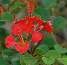 The golden tree is a native to india and is the state flower of kerala. Popular Flowers Names In Malayalam India Gardening