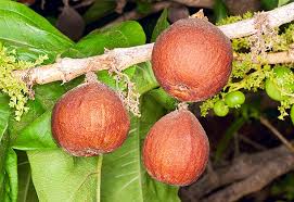 Image result for Vangueria randii