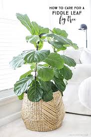 A few varieties can survive in even colder winters with protection. Fiddle Leaf Fig Tree Tips For Care Live Laugh Rowe