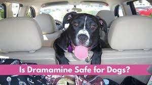 Is Dramamine Safe For Dogs Smart Dog Owners