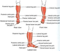 Leg Ankle Foot The Trigger Point Referred Pain Guide