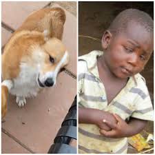 How I can get my daily coins with my corgi how this work, I have 3 dogs and  only get one coin