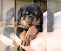 Taking puppy apps and deposits now for first come first pick. View Breeder Profile Rottweiler Dog Breeder Near North Carolina Morganton Usa Subs 19637
