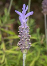 Image result for Lavandula dentata