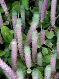 Image result for Nelsonia canescens