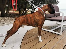 See all related lists ». Njemacki Bokser Boxer Za Parenje