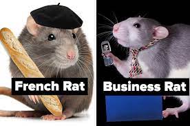If you can ace this general knowledge quiz, you know more t. Quiz What Kind Of Rat Are You