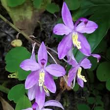 Image result for Memecylon torrei