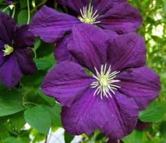 Expect most species and cultivars to reach between 6 and 9 feet tall. Clematis For Southern California