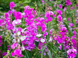 Many gardeners crave the cottage garden look and the secret is in the plants. Cottage Garden Flowers Hgtv