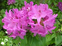 Rhododendron Washington State Flower Flowers Washington State Evergreen State