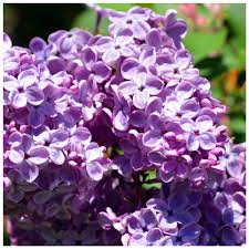 This will help the plant establish a good root system early on ready for better flower production in later years. Branched Lilac Tree 2 3ft Tall Shrub In A 2l Pot Fragant Purple Flowers Syringa Vulgaris Beechwoodtrees