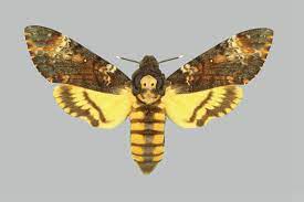 Pin En Butterfly And Moth