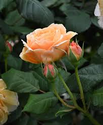 This rose is my last remaining austin rose after three moves, the worst winter in recent memory as a newly transplanted rose, and the bambi brigade. Rose Rosa Crown Princess Margareta In The Roses Database Garden Org