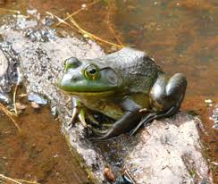We did not find results for: Bullfrog Watchable Wildlife Nys Dept Of Environmental Conservation