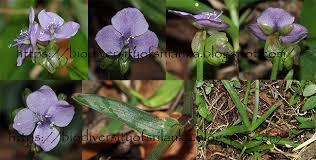 Image result for Murdannia simplex