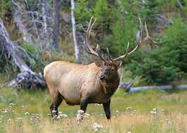 I was hunting on the last day of elk season in idaho that year. The Family Elk Hunt That Taught Lynn Worwood Patience Mossy Oak