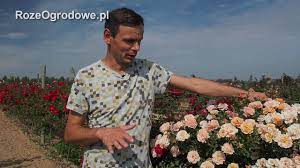 We did not find results for: Jak Rosna Roze Wizyta W Szkolce Wrzesien 2016 Youtube