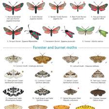 British Butterflies Identification Chart