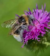 Image result for Bombus sylvestris
