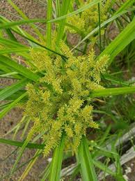 Image result for Cyperus costatus