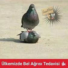 Bunu Begenecek Bir Arkadasini Etiketle Mutlupazarlar Plates Pazar Okuz Komik Cokkomik Resim Resimler Eglence Eglenceli Mizah Mizah Komik Resimler