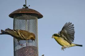 A salmonella outbreak caused by onions is expanding and has infected 869 people from 47 states. Salmonella Outbreak Is Linked To Wild Birds And Feeders C D C Says The New York Times