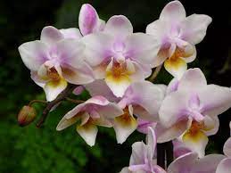Phalaenopsis Fragrance Tricolor Flowers Orchids Phalaenopsis