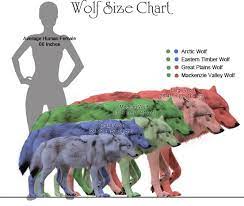 Wolves Are Big Wolf Wolf Dog Largest Wolf