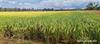 Zaiyadal keluarga sdn bhd (zksb) was incorporated in malaysia under the act on 4th july 1992 as a private limited company under the name of panomanic sdn bhd. Portfolio Darussalam Assets