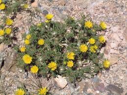 Image result for Hirpicium