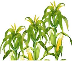 We did not find results for: Corn Plant Png Transparent Image Corn Stalk Drawing Full Size Png Download Seekpng